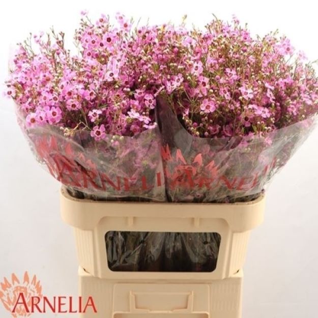 Waxflower nieks pride 80cm 70gram00