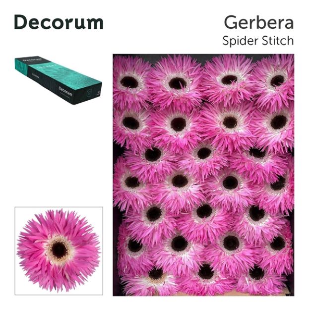 Gerbera gr stitch box 45cm