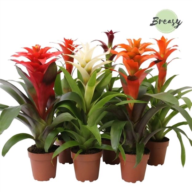 Guzmania mix classic 12Ø 45cm