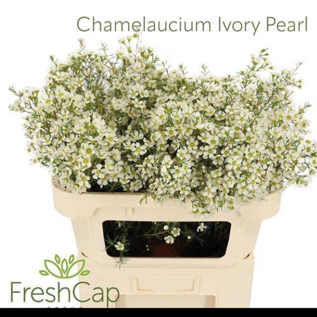 Waxflower ivory pearl 70cm 35gram