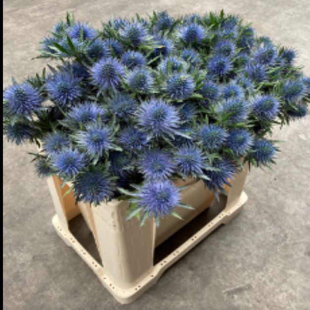 eryngium-purple-magical-2