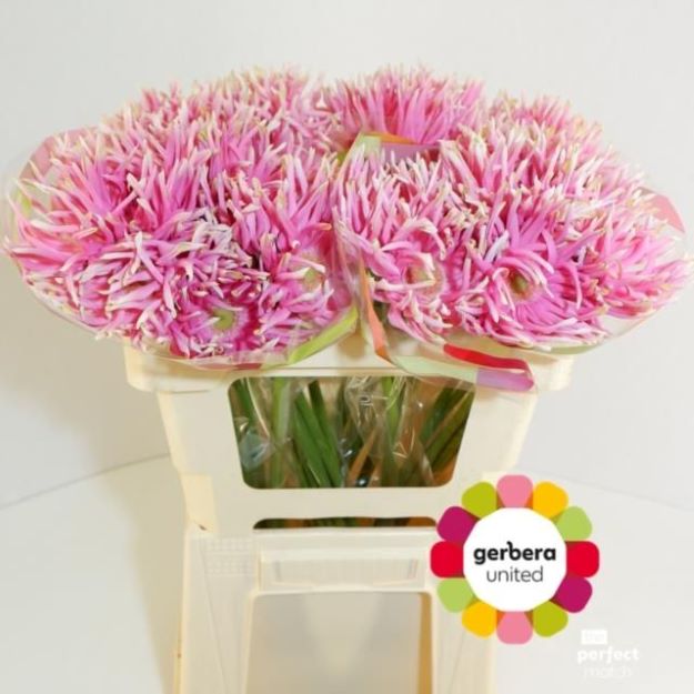 gerbera rebel craze aqua