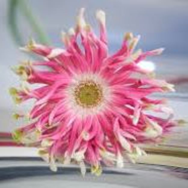 gerbera rebel craze aqua0200