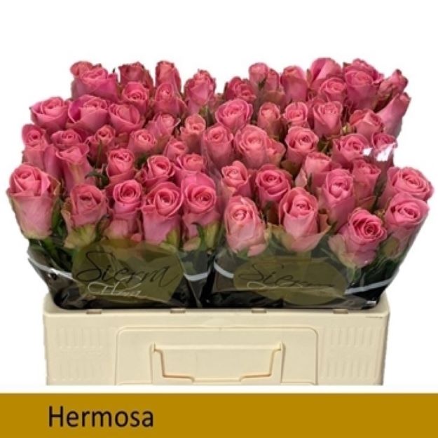 Rosa gr hermosa 50cm 2-300