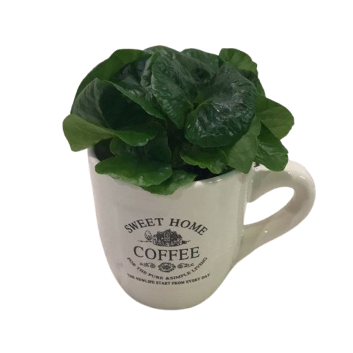 COFFEE-removebg-preview