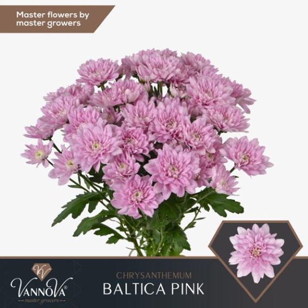 Chr tr baltica pink 95gram 70cm