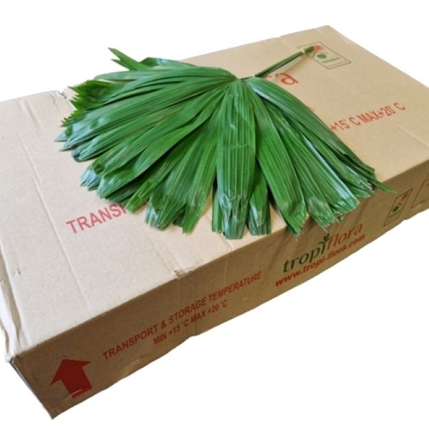 Dec.bunch rhaphis humulis 00