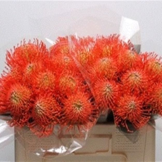 Leuco Succession 50cm 0