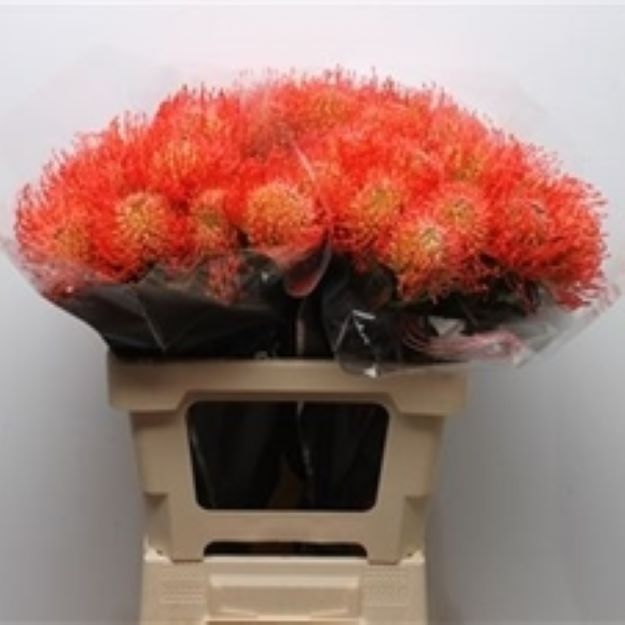 Leuco Succession 60cm