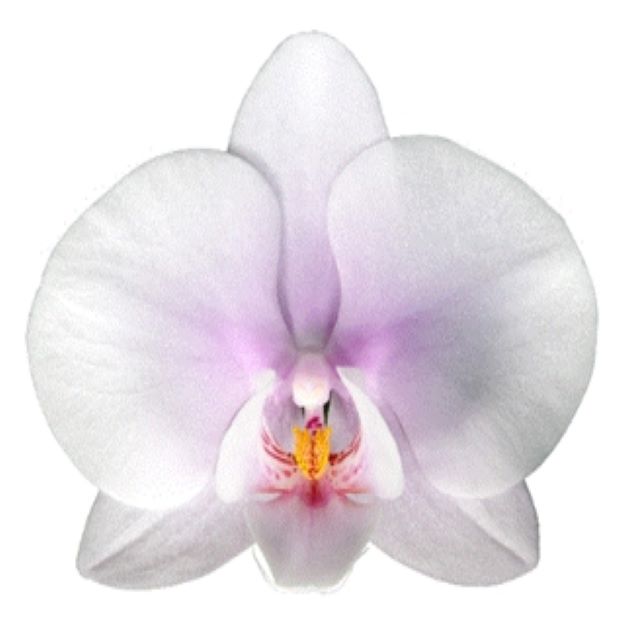 Phalaenopsis (head) okayama 00