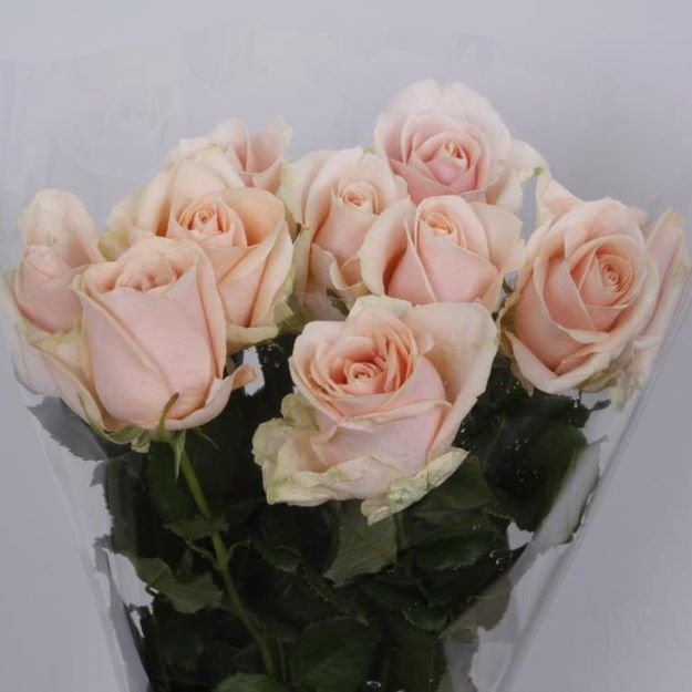 Rosa gr avalanche pearl (2nd Q) 55cm 00