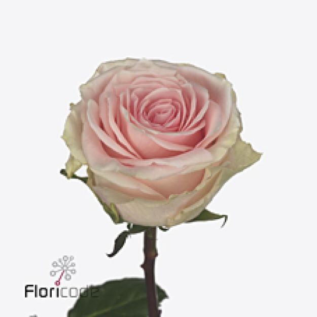 Rosa gr duchesse 40cm 2-3 00