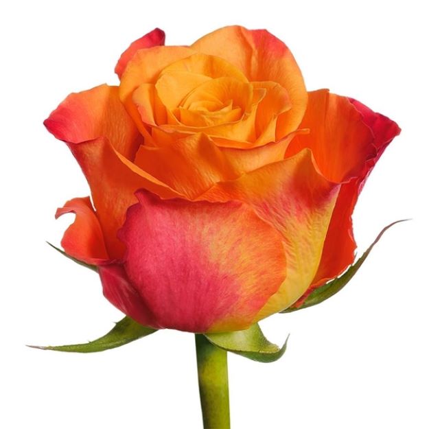 Rosa gr mariyo! 50cm 2-3 00