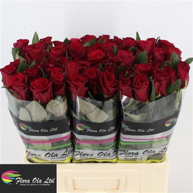 Rosa gr red tacazzi 60cm