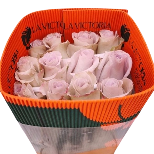 Rosa_gr_andrea_x25__ec__50cm-removebg-preview