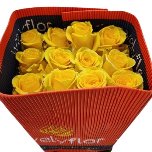 Rosa_gr_high___exotic_x25__ec__60cm-removebg-preview