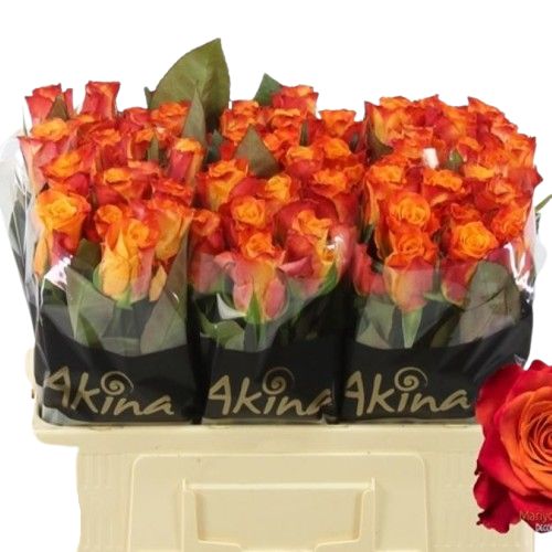 Rosa_gr_mariyo__50cm_2-3_0-removebg-preview