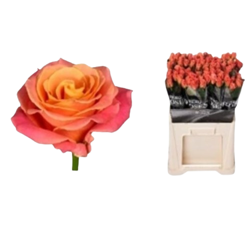 Rosa_gr_miss_piggy_60cm_00-removebg-preview