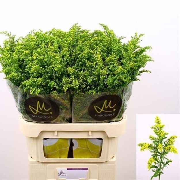 Solidago carzan glory 80cm 50gram 0