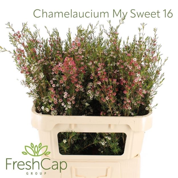 Waxflower my sweet 16 70cm 30gram
