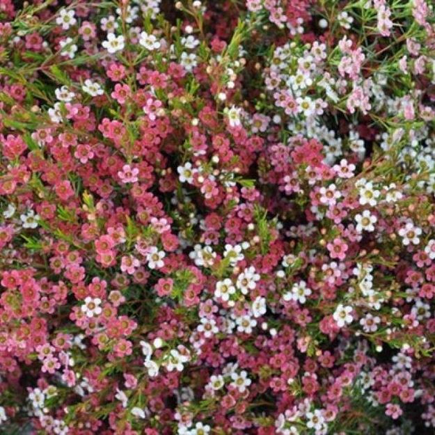 Waxflower my sweet 16 70cm 30gram2200