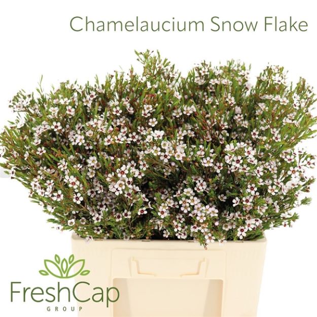 Waxflower snow flake 60cm 60gram