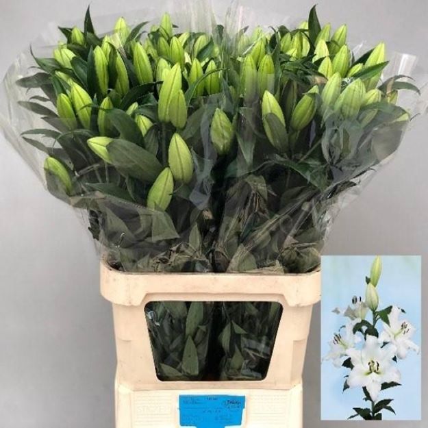 Lillium ot petacas 95cm 4-5FL