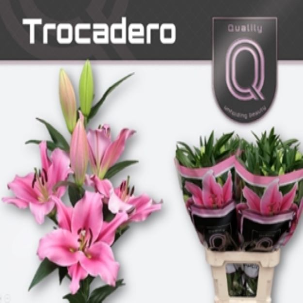 Lillium ot trocadero 95cm 4-5FL 1