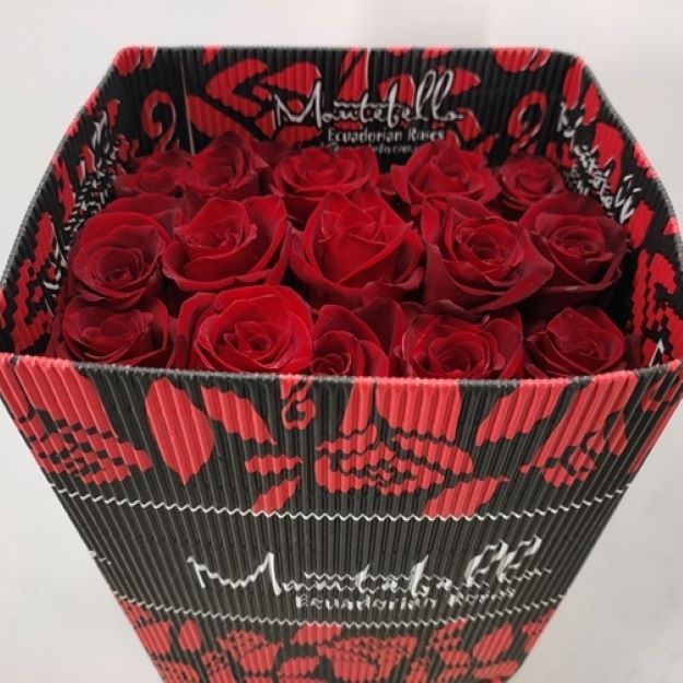 Rosa gr explorer x25 (ec) 120cm 00