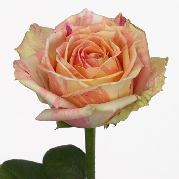 Rosa gr fiesta 40cm 2-3 2200