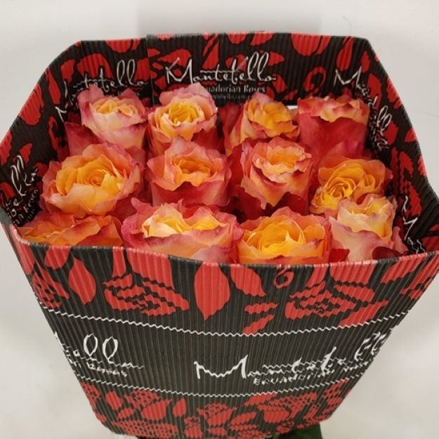 Rosa gr free spirit x25 (ec) 50cm00