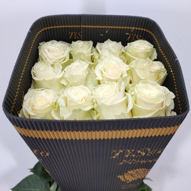 Rosa gr mondial x25 (ec) 60cm 00