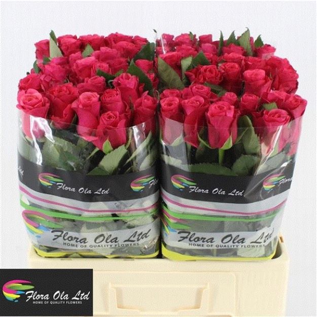 Rosa gr pink tacazzi 60cm