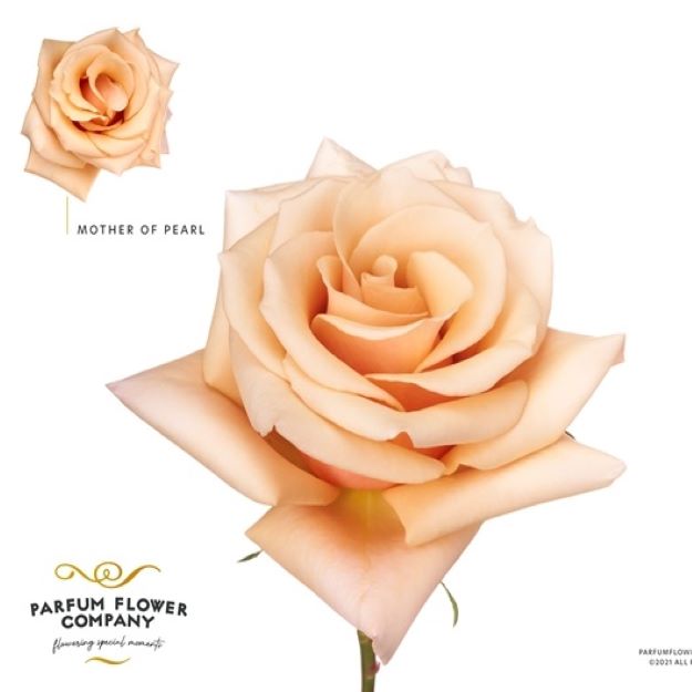 Rosa gr premium mother of pearl 50cm