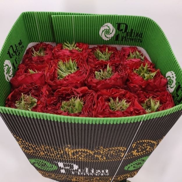 Rosa gr red monster x25 (ec) 50cm000