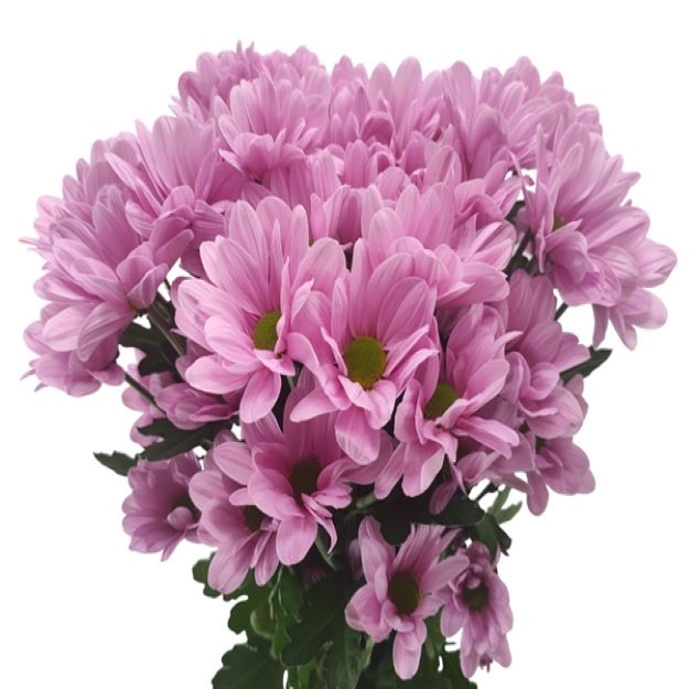 Chr tr tendenza 85gram 70cm222