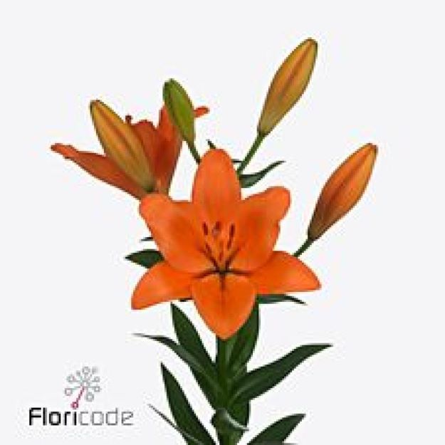 Lillium la sunderland 95cm 5+FL2