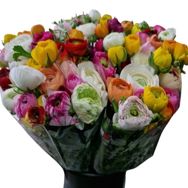 Ranon (it) mixed 45cm00