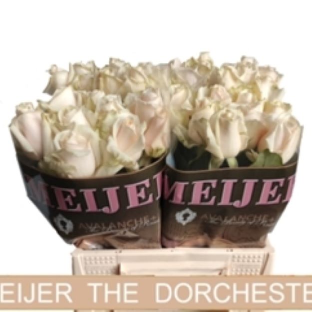 Rosa gr dorchester+ 40cm 3-3 0