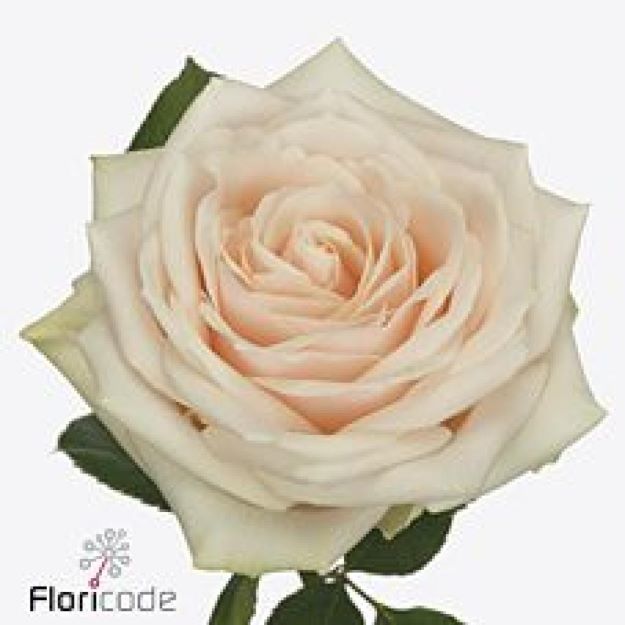 Rosa gr dorchester+ 40cm 3-3022