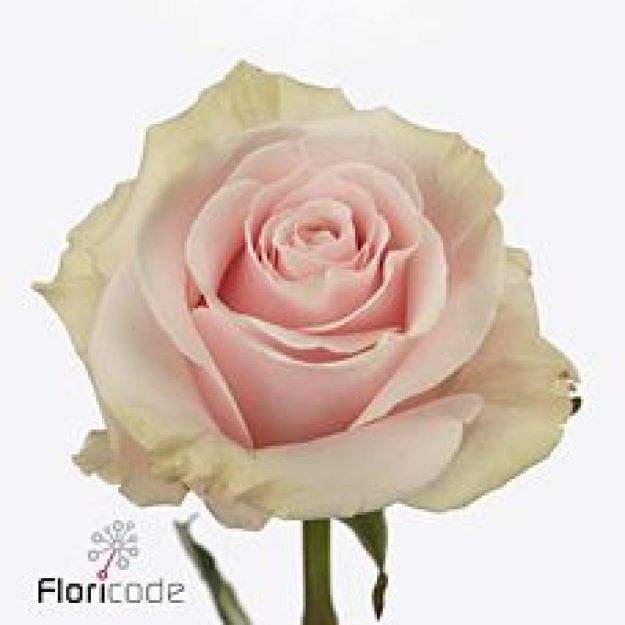 Rosa gr pink mondial 50cm 2-3000