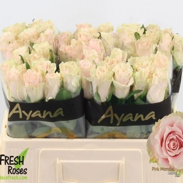 Rosa gr pink mondial 50cm 2-3222