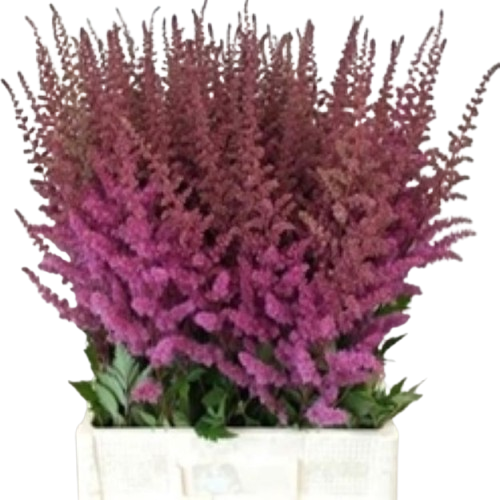 Astilbe_maggie_daley00-removebg-preview