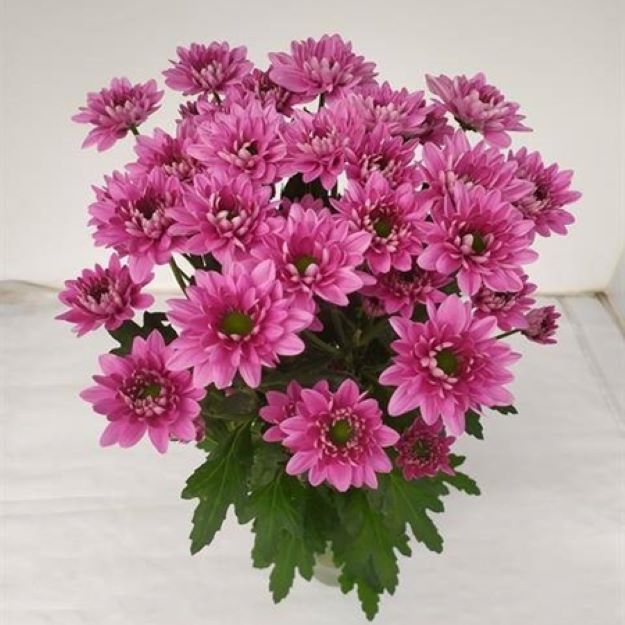 Chr tr prada 75gram 70cm00