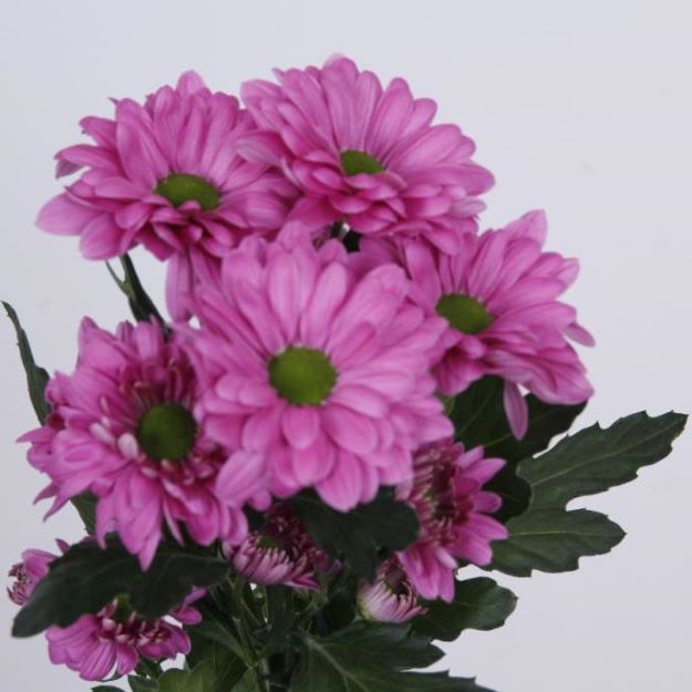 Chr tr prada 75gram 70cm22200