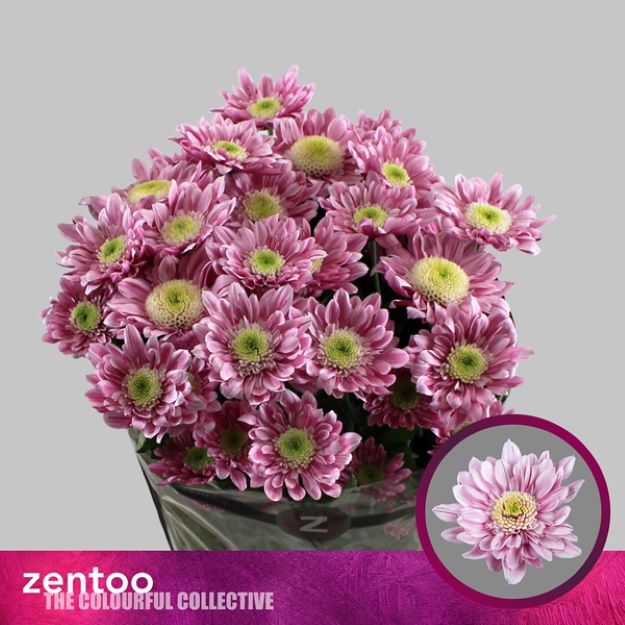 Chr tr serenity sweet 70gram 70cm