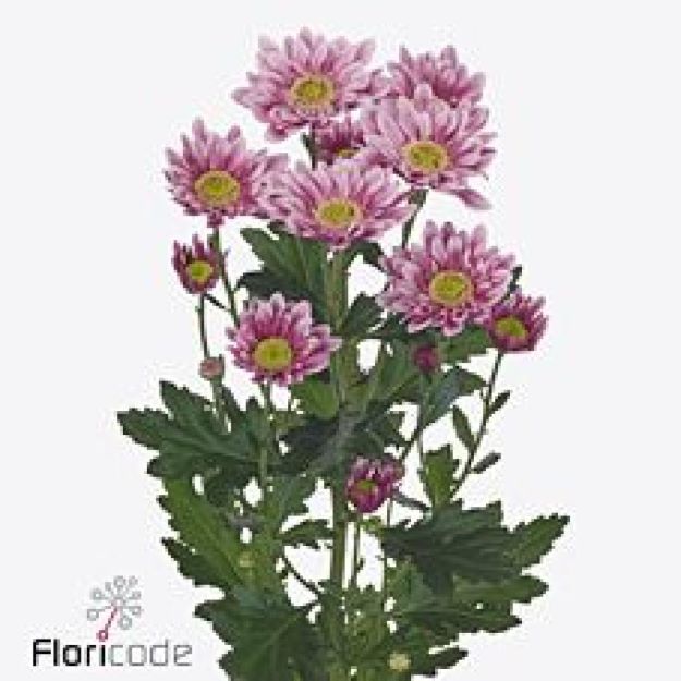 Chr tr serenity sweet 70gram 70cm222