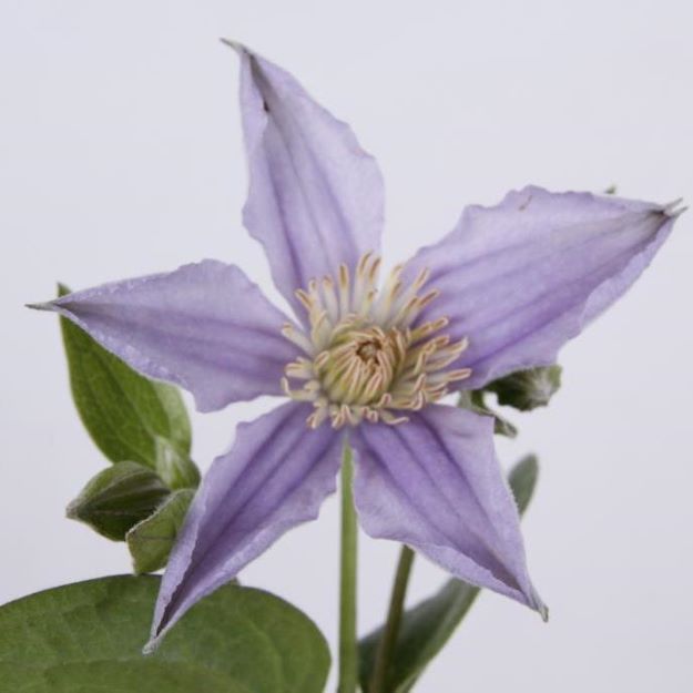 Clematis star river 2200