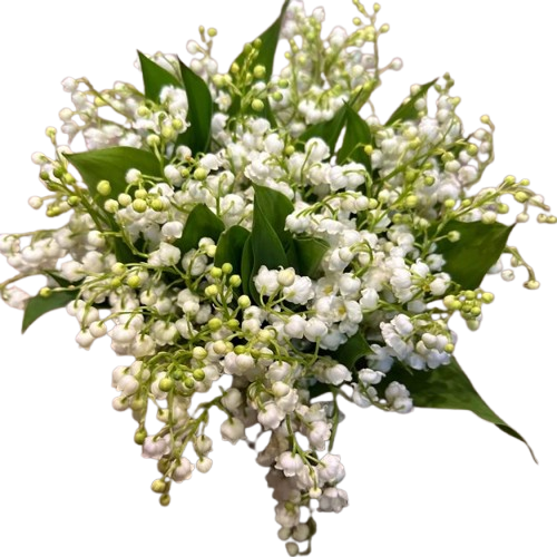 IMG-20250424-WA0035-removebg-preview