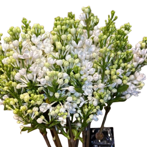 JORGOVAN-removebg-preview